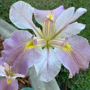 Meet your Posher, Marie